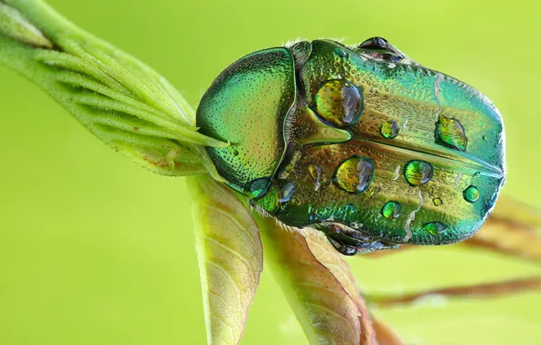 Picture drops, macro, green, beetle, stems, brantovka, Wallpaper from lolita777