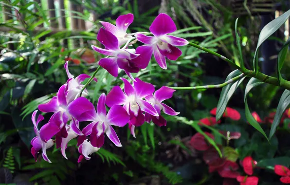 Picture purple, flowers, branch, Orchid