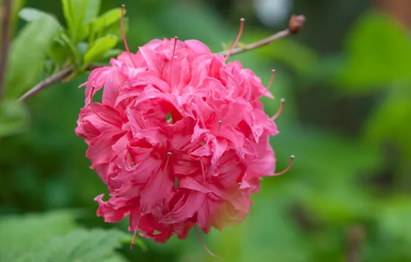 Picture macro, petals, inflorescence, Rhododendron