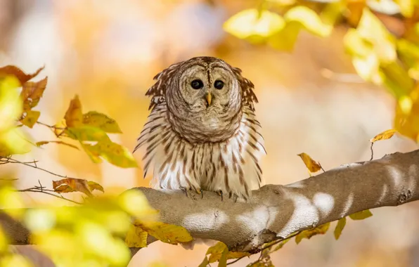 Autumn, owl, bird, yellow leaves, branch