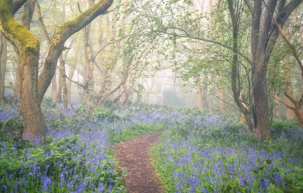 Flowers, fog, spring
