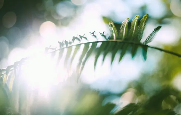 Picture leaves, branch, bokeh