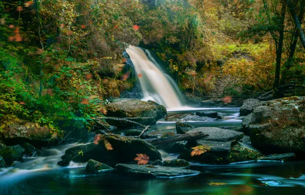 Autumn, forest, trees, branches, stream, stones, thickets, shore
