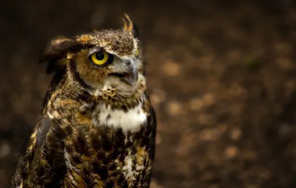 Owl, Great Horned Owl, eared