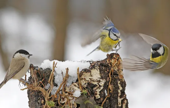 Trees, bird, the game, stump, wings, feathers