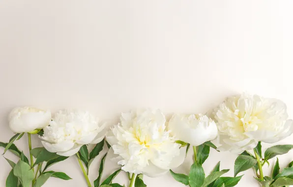 Picture flowers, white, white, flowers, beautiful, peonies, peonies