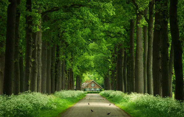 Road, trees, birds, trunks, house, alley