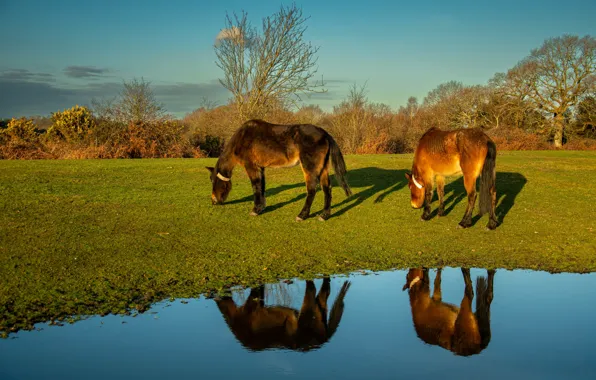 Reflection, shore, horses, horse, pair, pond, grazing, two knights