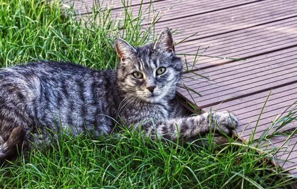 Picture cat, summer, grass, cat, look, face, nature, pose