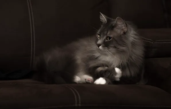 Cat, cat, look, face, the dark background, grey, sofa, fluffy
