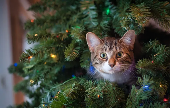 Cat, look, tree, muzzle