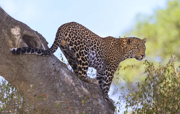 Look, pose, stone, leopard