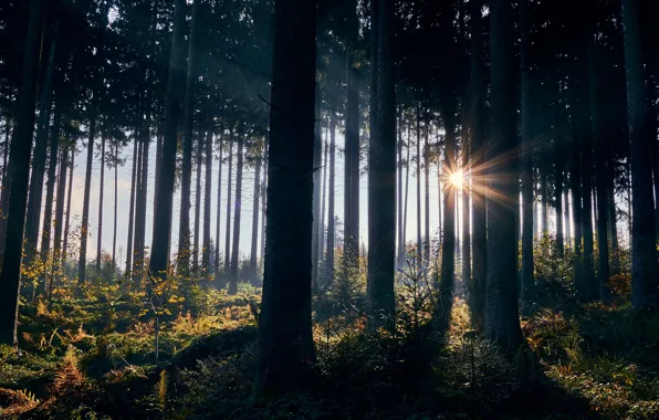 Autumn, forest, the sun, rays, light, trees, fog, thickets
