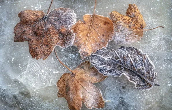 Cold, leaves, ice