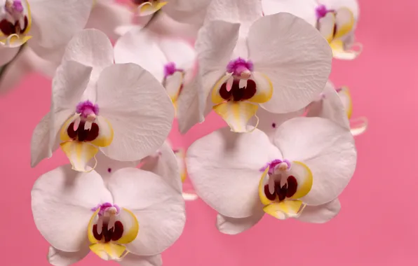 White, pink, orchid, phalaenopsis, plant