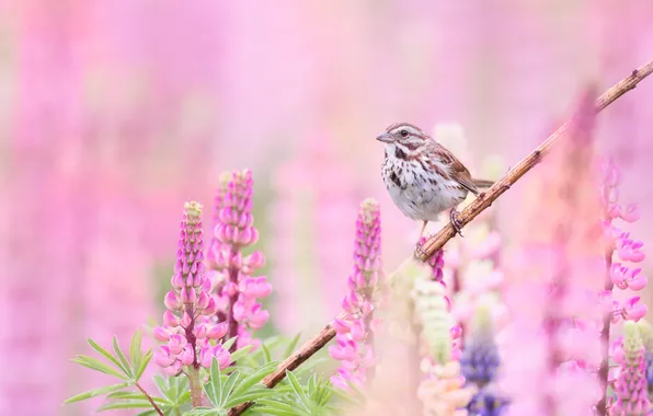 Summer, flowers, bird, branch, pink, pink background, bokeh, lupins