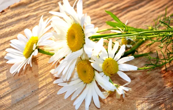 Picture the sun, stems, chamomile, white, flowers
