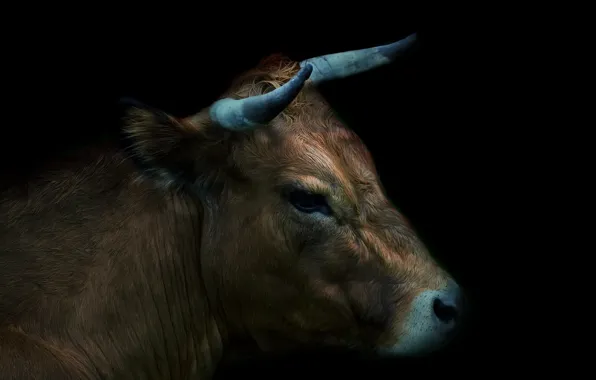 Nature, background, cattle