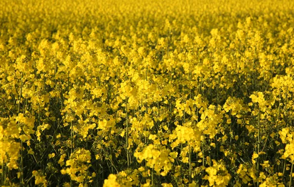 Picture Field, Spring, Spring, Flowering, Field, Yellow flowers, Flowering, Yellow flowers