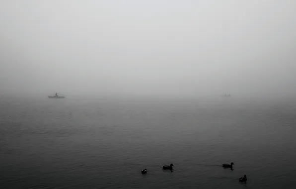 Picture sea, animals, water, birds, fog, lake, river, photo