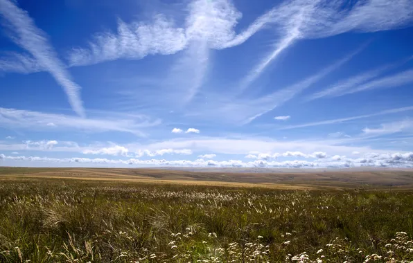 Picture the sky, clouds, the steppe, blue, horizon