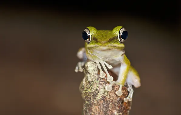 Picture background, tree, toad, looks, Weng Keong Liew photography