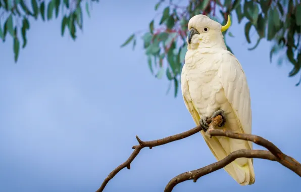 Branches, parrot, Big jeltuhay cockatoo