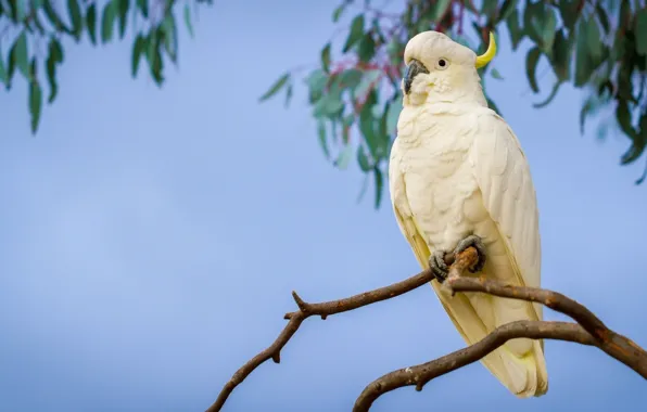 Picture branch, parrot, Big jeltuhay cockatoo