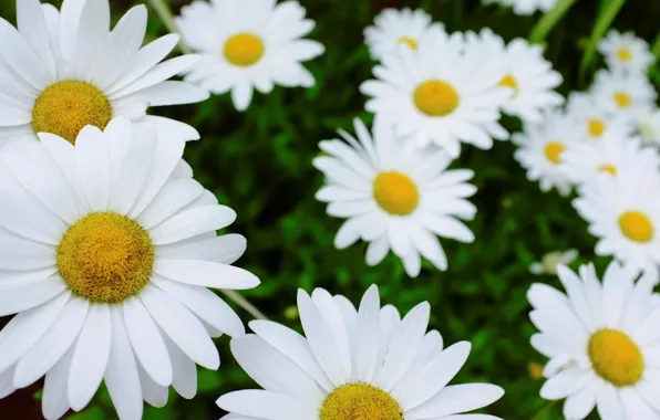 Picture white, flowers, background, widescreen, Wallpaper, Daisy, wallpaper, flowers