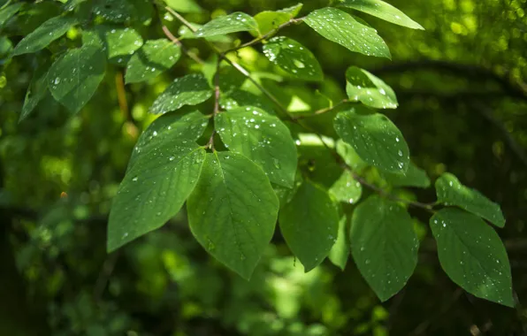 Leaves, drops, tree