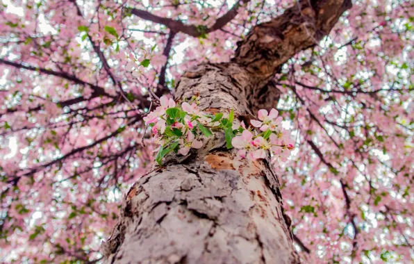 Japan, from the bottom up, the trunk of the tree, the cherry blossoms