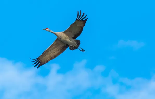 The sky, flight, bird, wings, Sandhill crane