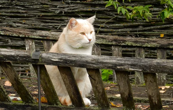 Autumn, cat, cat, mood, widescreen, Wallpaper, the fence, wallpaper