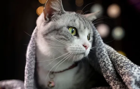 Cat, cat, face, the dark background, portrait, blanket, collar, grey