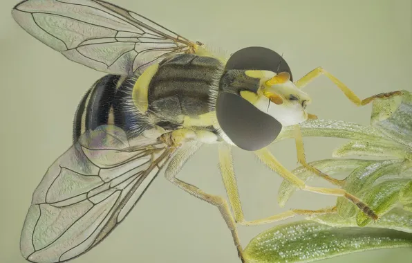 Macro, fly, background, wings, insect