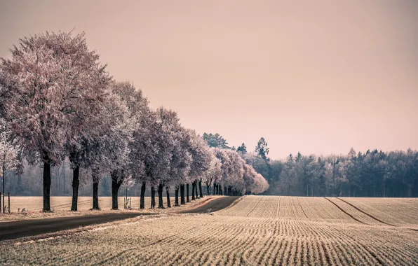 Field, trees, nature