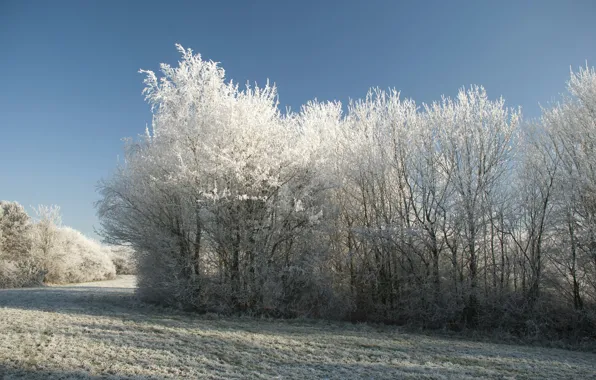 Picture cold, winter, snow, trees, Nature, frost, track, trees