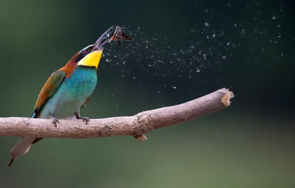 Picture background, bird, branch, Golden bee-eater, mol