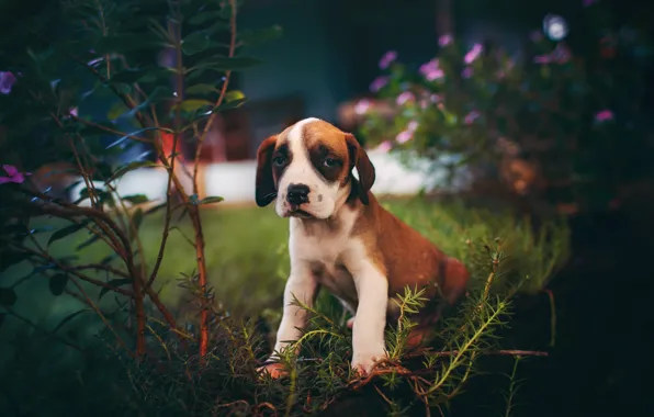 Picture look, flowers, branches, the dark background, dog, garden, baby, muzzle