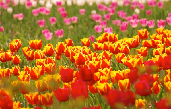 Flowers, glade, spring, garden, tulips, red, pink, orange