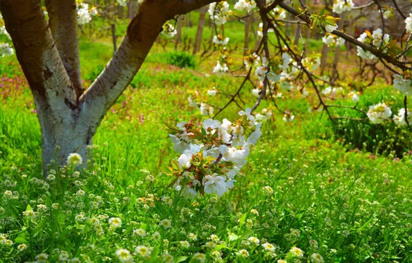 Picture Grass, Spring, Trees, Flowers, Branch, Grass, Spring, Flowering