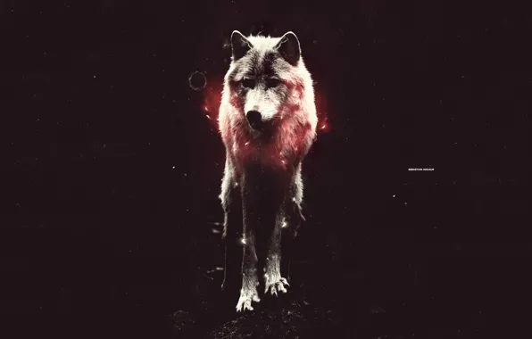 Picture light, red, wolf, is