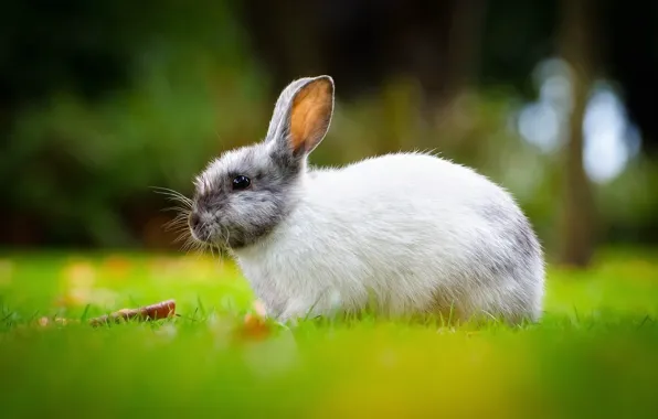 Grass, look, nature, glade, hare, rabbit, face, Bunny