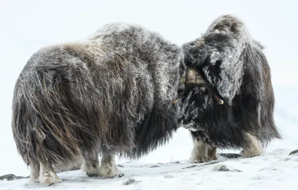 Picture winter, wool, musk ox