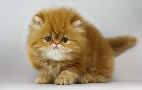 Cat, look, background