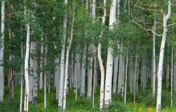 Picture forest, grass, trees, flowers, trunk, grove, aspen