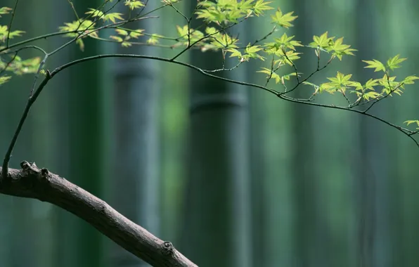 Picture background, tree, minimalism, branch, East