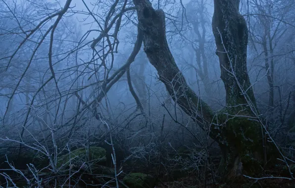 Frost, trees, branches, nature, fog, twilight