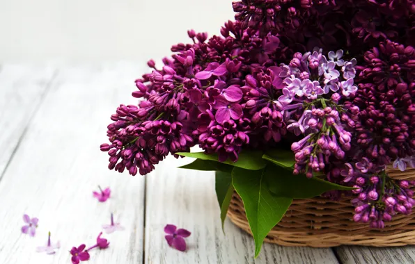 Picture flowers, basket, bouquet, lilac, lilac, Olena Rudo