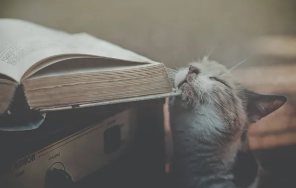 Book, Cat, Fawning